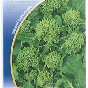 Cima di rapa quarantina o broccoletti