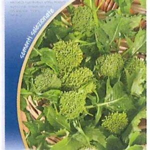 Cima di rapa sessantina testa grossa