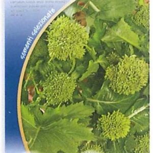 Cima di rapa novantina testa grossa