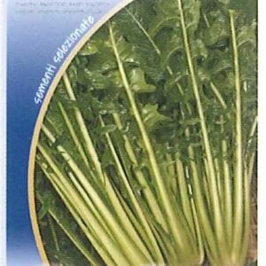 Cicoria catalogna gigante di chioggia