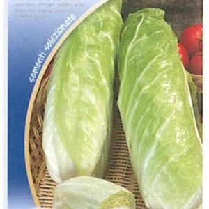 Cicoria pan di zucchero