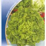 Lattuga a foglia di quercia (ricciuta dei frati)