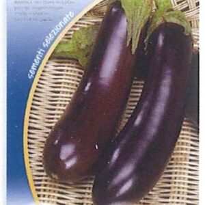 Melanzana violetta lunga 2