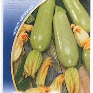Zucchino bianca di treste
