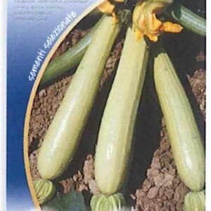 Zucchino lungo bianco