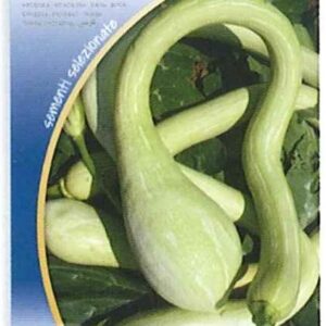 Zucca di albenga o trombetta