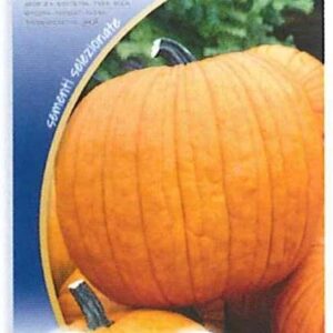 Zucca quintale seme giallo