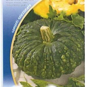 Zucca marina di chioggia