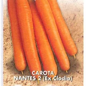 Carota nantese di chioggia 2 (ex clodia)