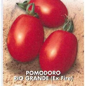 Pomodoro rio grande (ex fiere)