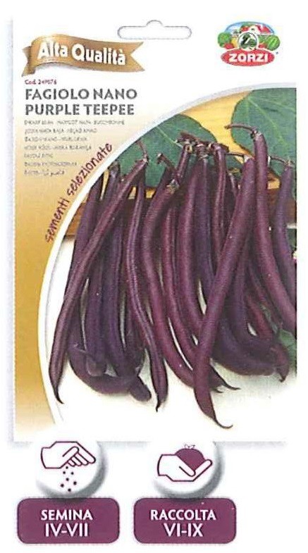 Fagiolo nano purple tepee