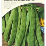 Fagiolo rampicante marconi a grano bianco 250gr