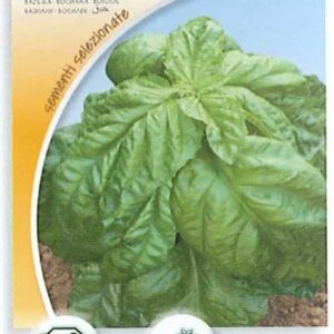 Basilico foglia di lattuga