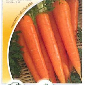 Carota flakkee 2 (gigante rossa)