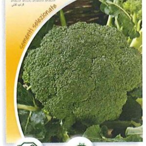 Cavolo broccolo calabrese natalino