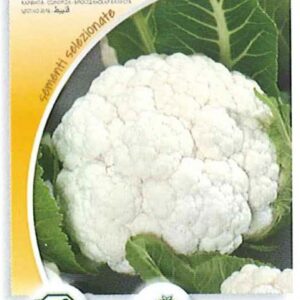 Cavolfiore palla di neve
