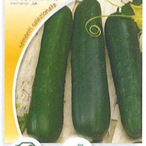 Cetriolo marketmore
