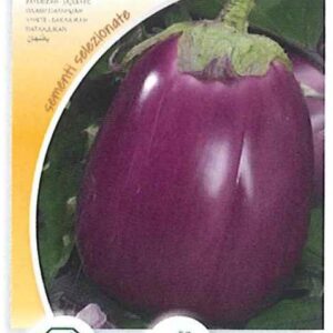 Melanzana violetta di firenze