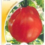 Pomodoro cuor di bue (pearson)