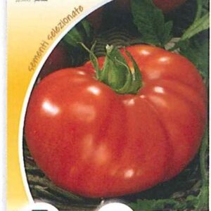 Pomodoro marmande