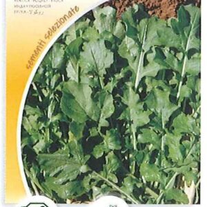 Rucola coltivata