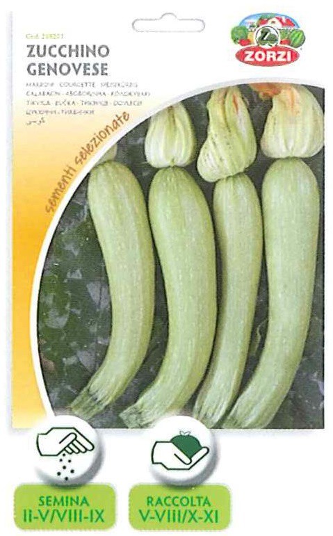 Zucchino genovese