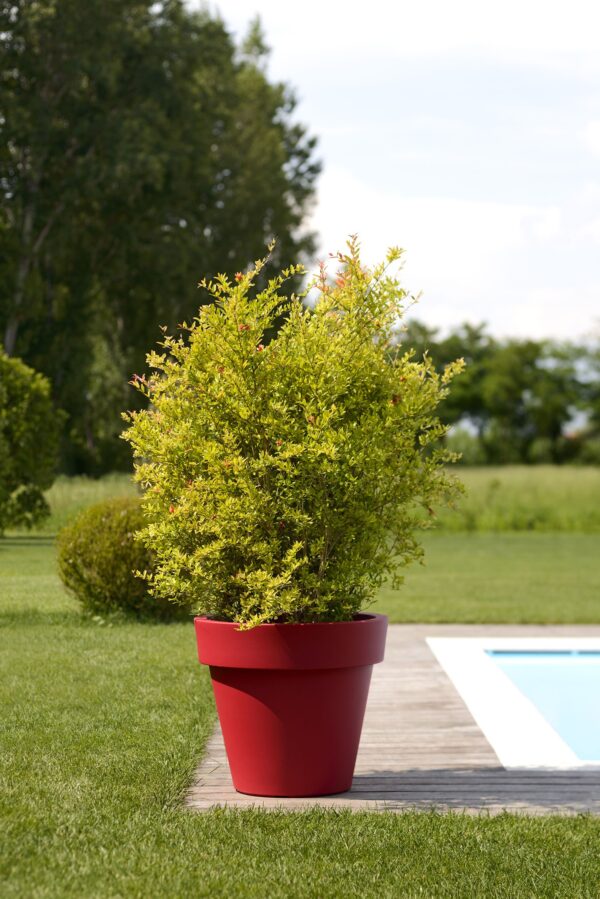 Vaso IKON
