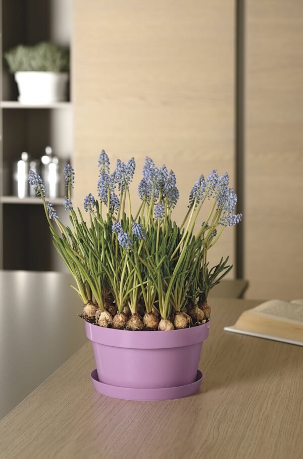Ciorola MITU con fori con sottovaso