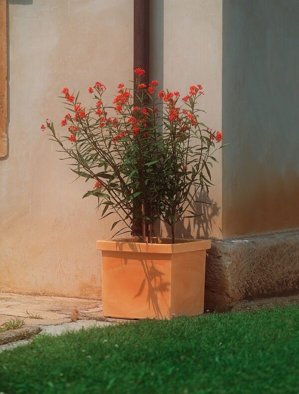 Vaso SIEPI quadro